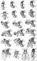 Snodgrass_periodical_cicada_transformationp_medium