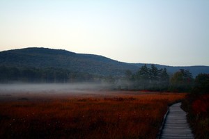 Cranberry-glades-fog-1_medium