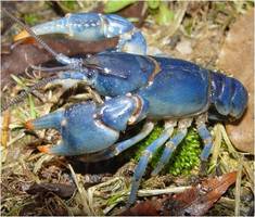 Cambarus_monongalensis_-_blue_crayfish_medium
