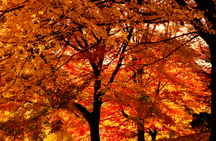 Fall_trees_def_medium