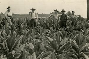 Tobacco_farming_masoncounty_medium